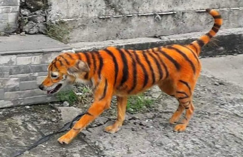 dog, tiger, crime, crime news