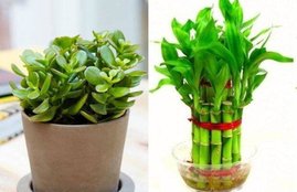 paudhon ke liye Vastu Shastra, paudhon ke liye vastu tips,