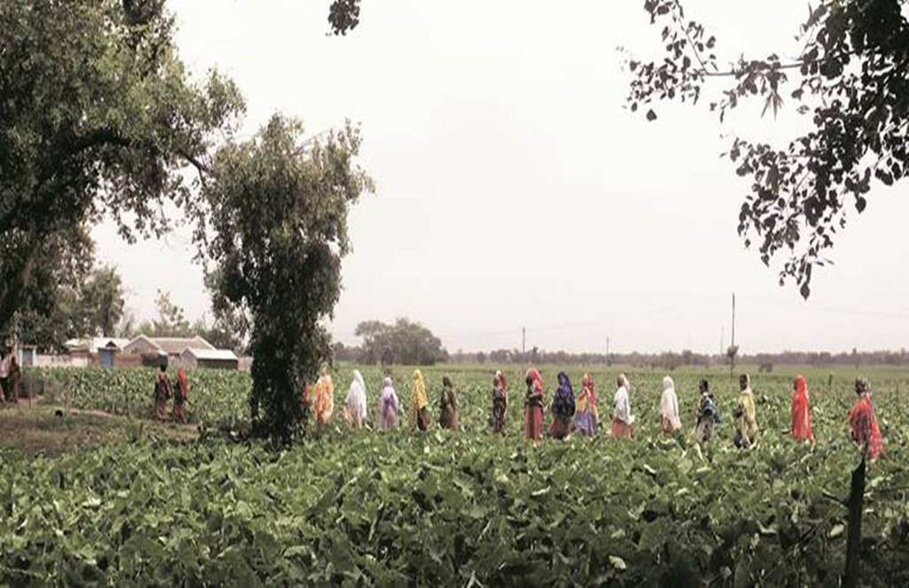 शहर की प्रदूषण भरी जिंदगी में ग्राम समाज का खेतों के बीच रहना हमेशा लुभावना लगता है।