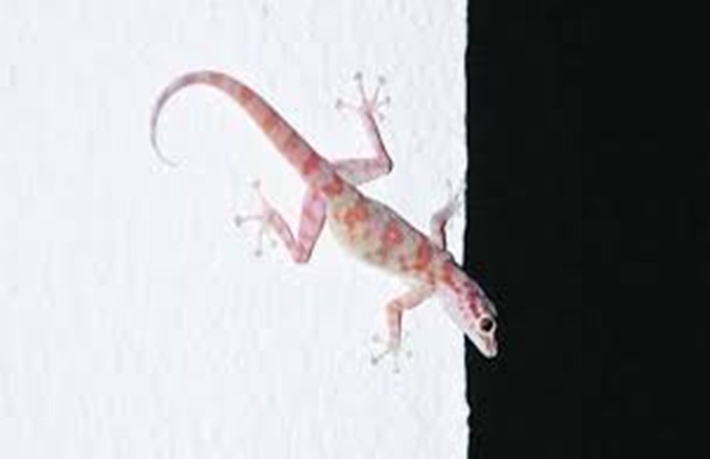 lizards, lizards in house, tips to remove lizards, how to get a lizard out of your house