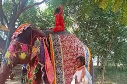 हाथी पर बैठ योग कर रहे थे बाबा रामदेव, बैलेंस बिगड़ा और गिर पड़े नीचे; वायरल हो रहा VIDEO