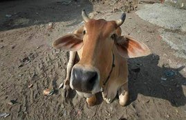 cow dung chip Chip made of cow dung