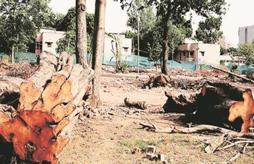 सेवाग्राम आश्रम के निकट गिरे पड़े कटे हुए पेड़। विकास के नाम पर कुछ दिन पहले प्रशासन ने इन्हें कटवा दिया था।