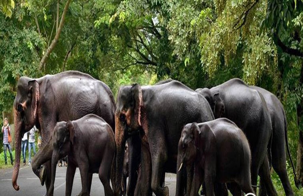 लॉकडाउन के दौरान आबादी की ओर जाता हाथियों का झुंड। फाइल फोटाेे ।