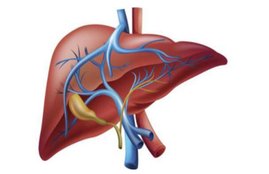 liver disease, healthy liver, treatment of liver disease