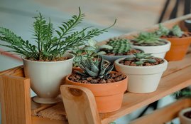 Vastu Shastra for plants, vastu tips for plants, paudhon ke liye Vastu Shastra