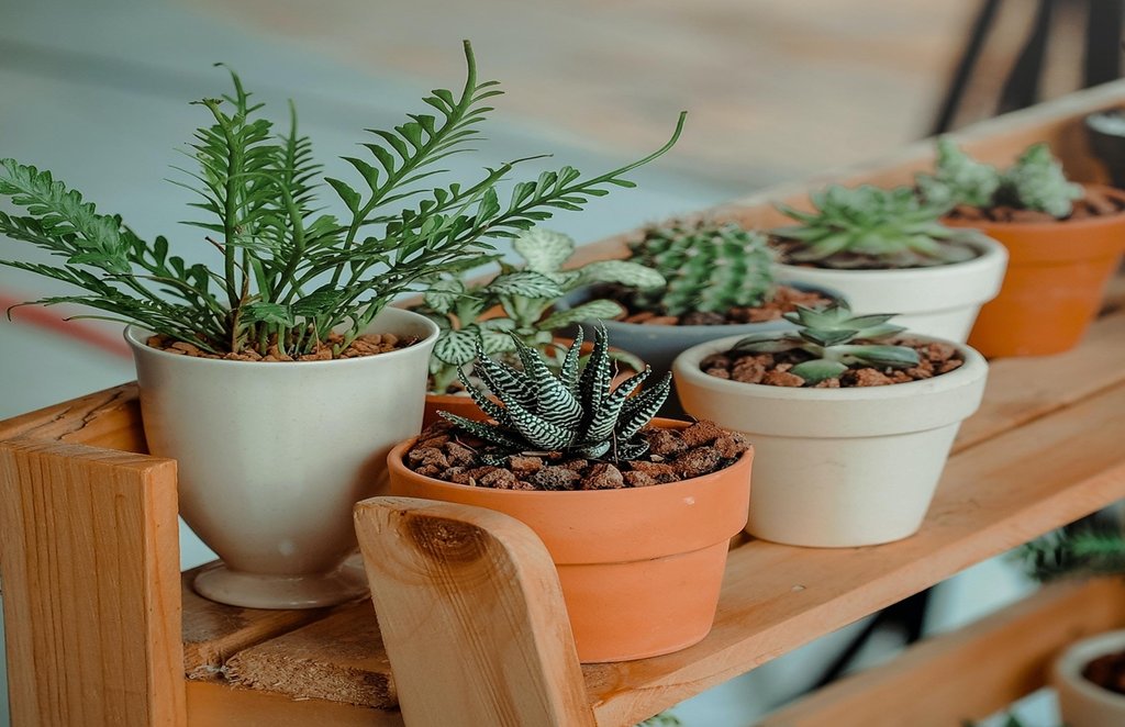 Vastu Shastra for plants, vastu tips for plants, paudhon ke liye Vastu Shastra
