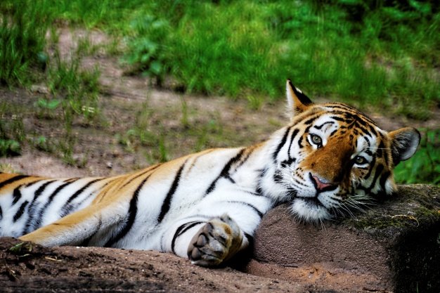 tiger, tigers in india, tiger death rate, tiger birth rate, mp