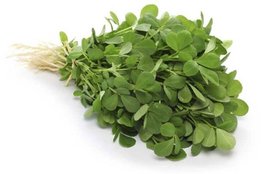 diabetes, fenugreek in diabetes, fenugreek leaves in diabetes, methi ke patte in diabetes