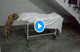 sambhal hospital video, sambhal video, dog in hospital