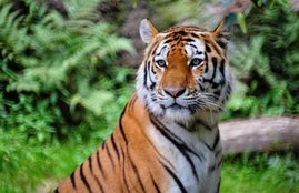 tiger, tigers in india, tiger death rate, tiger birth rate, mp