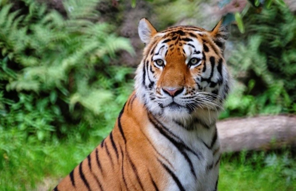 tiger, tigers in india, tiger death rate, tiger birth rate, mp