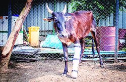 नवाचार का चिकित्सक