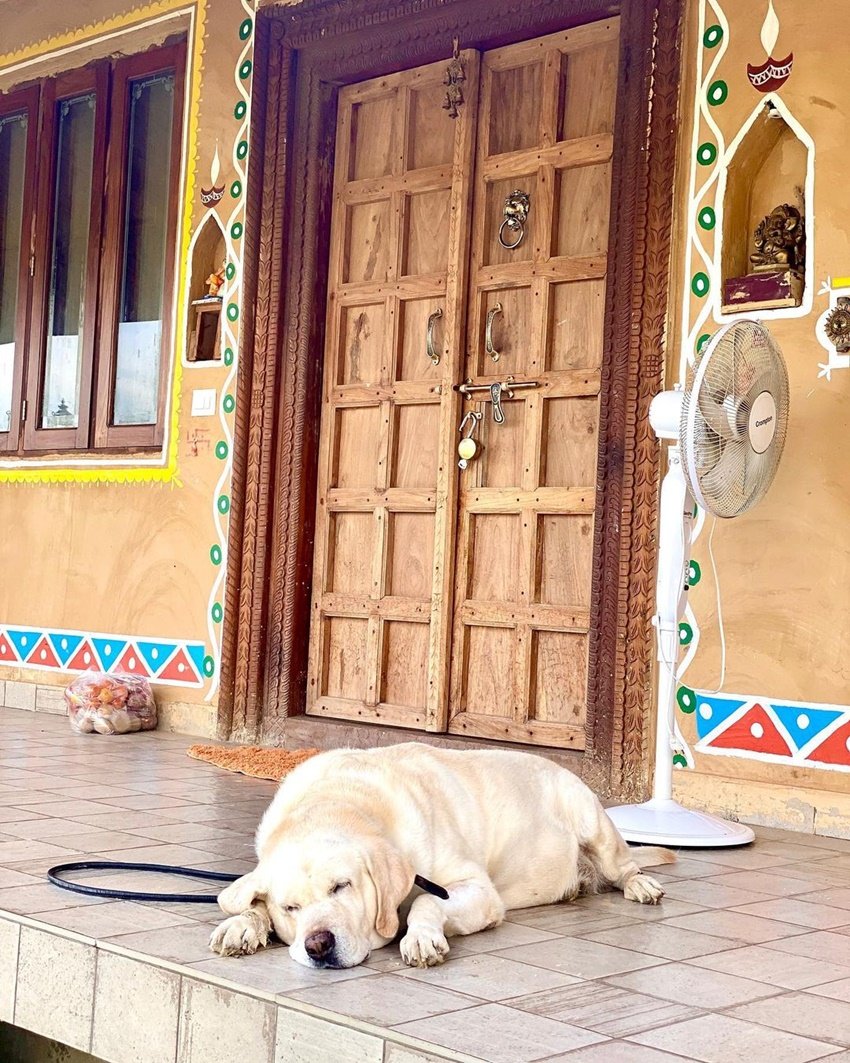 कुमार विश्वास के इस कुटीर में उनका डॉगी शैडो भी रहता है।