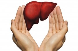 liver, healthy liver, fatty liver