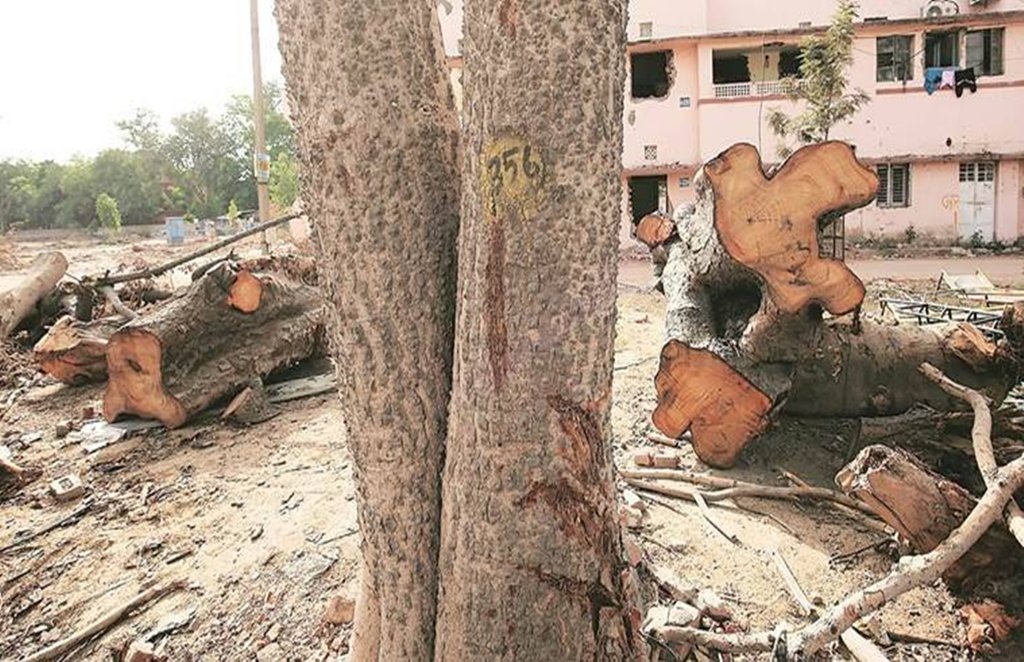 पेड़ों की कटाई से पर्यावरण संकट। फाइल फोटो।