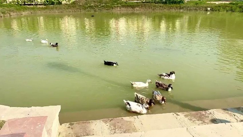 Kumar Vishwas Love Story, Kumare Vishwas networth