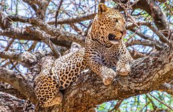 5 साल में 4 हजार से अधिक बढ़ी तेंदुओं की संख्या, PM मोदी बोले- शेरों, बाघों के बाद अब ये ‘बहुत अच्छी खबर’