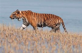 Sundarban , Tiger , West Bengal , Forest