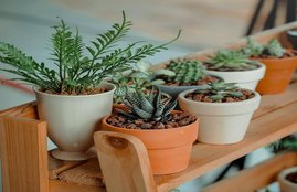 vastu shastra, vastu tips, vastu tips for money, vastu shastra for plants