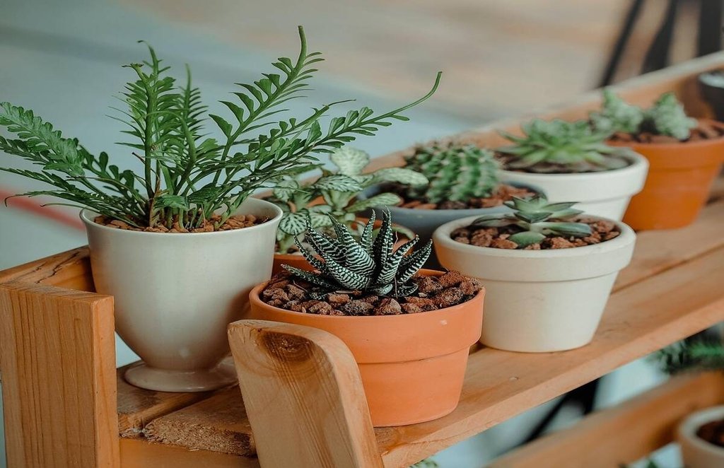 vastu shastra, vastu tips, vastu tips for money, vastu shastra for plants