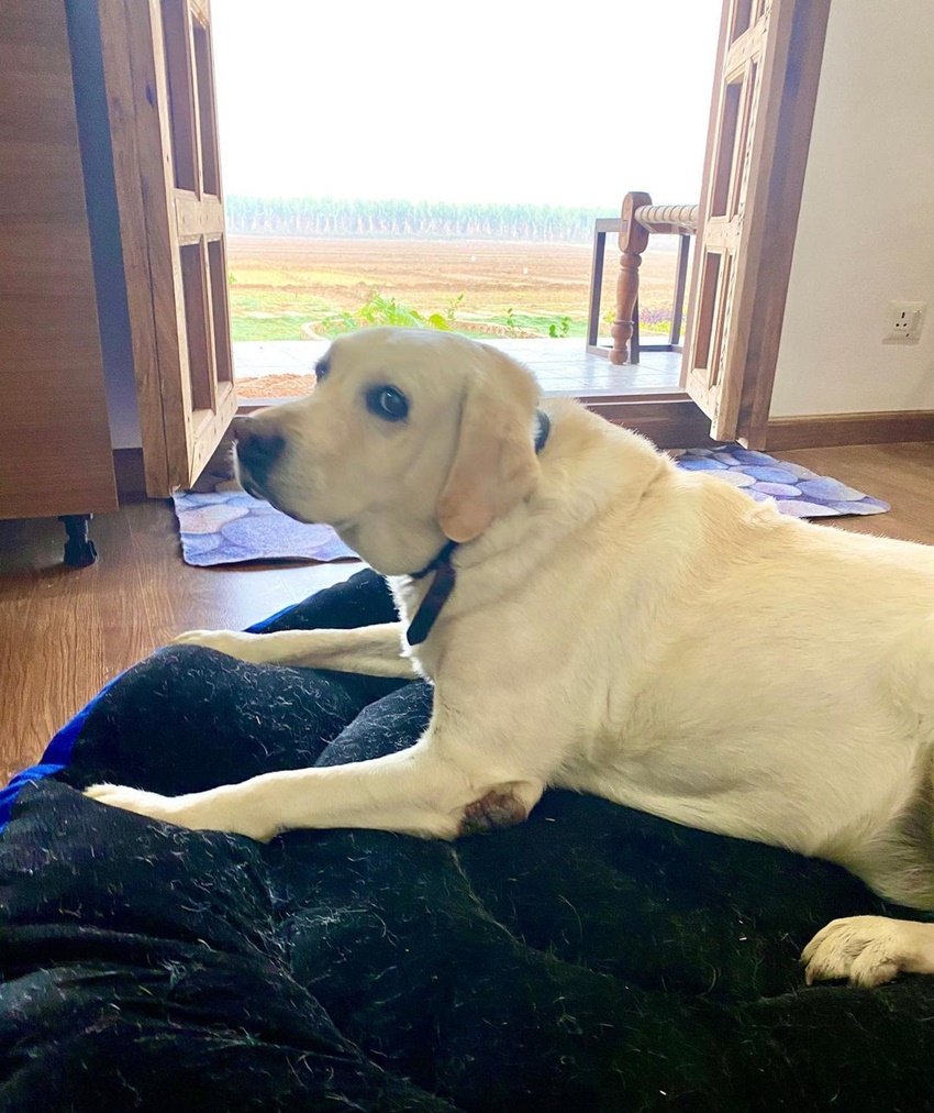 Kumar Vishwas Love Story, Kumare Vishwas networth