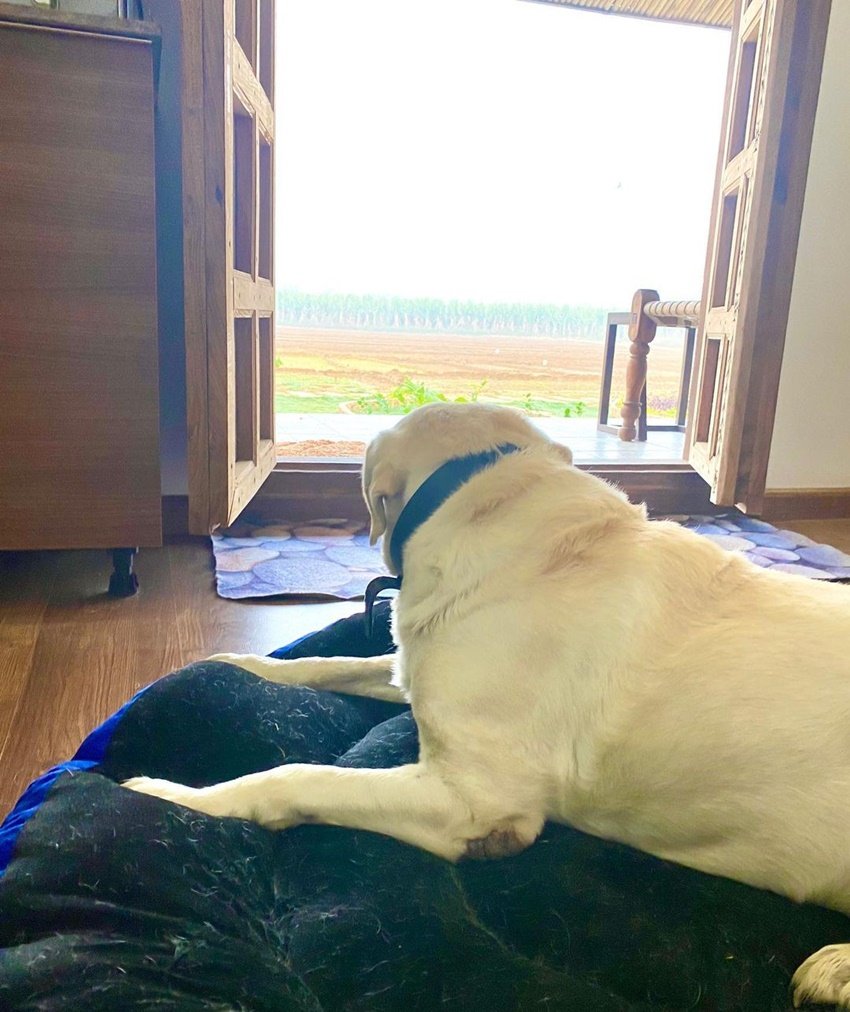 Kumar Vishwas Love Story, Kumare Vishwas networth