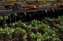 Uttar Pradesh news, UP Samachar, Shamli farmer, cabbage crops in shamli, muzaffarnagar News, muzaffarnagar News in Hindi, Latest muzaffarnagar News, muzaffarnagar Headlines