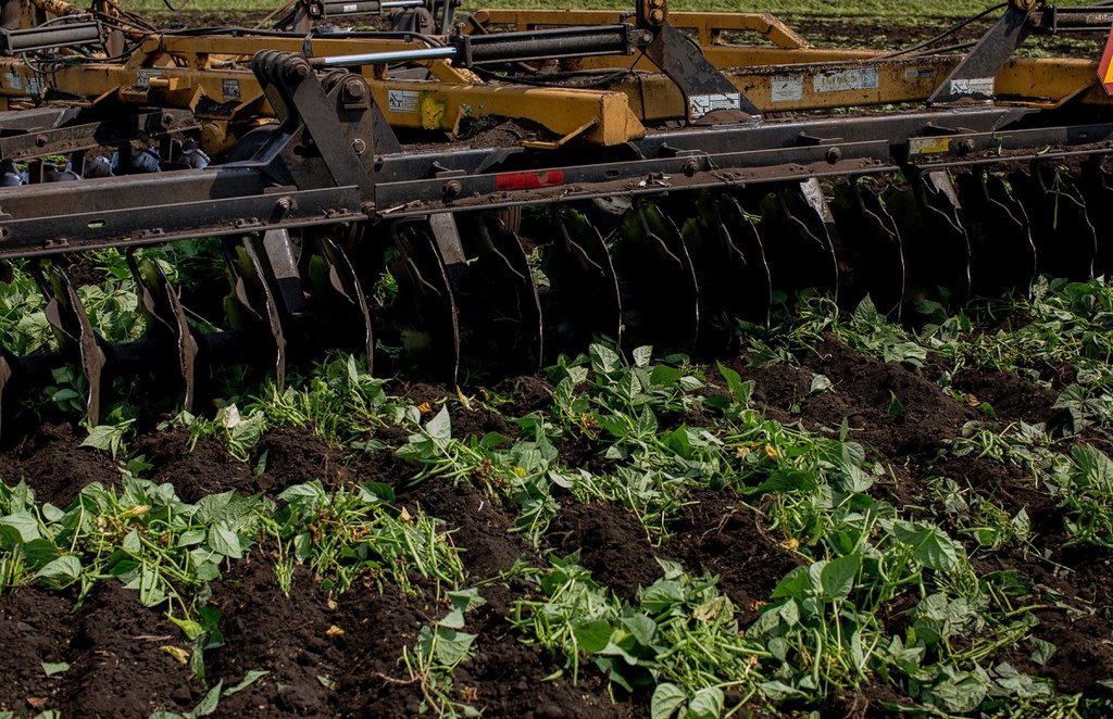 Uttar Pradesh news, UP Samachar, Shamli farmer, cabbage crops in shamli, muzaffarnagar News, muzaffarnagar News in Hindi, Latest muzaffarnagar News, muzaffarnagar Headlines