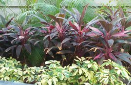 vastu, plants, vastu shastra