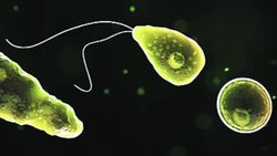 शोध: अमेरिका में मस्तिष्क खा जाने वाले अमीबा का संक्रमण