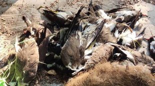 Avian Influenza,