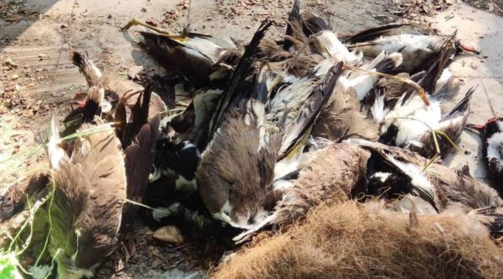 Avian Influenza,