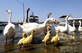 bird flu, bird flu in delhi, avian flu, bird flu in chicken, bird flu in eggs, bird flu india