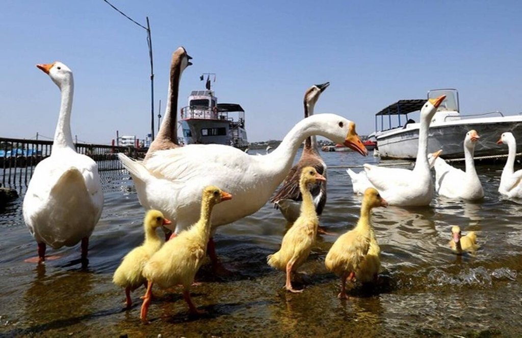 bird flu, bird flu in delhi, avian flu, bird flu in chicken, bird flu in eggs, bird flu india