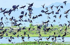 Birds
