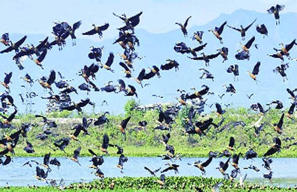 Birds