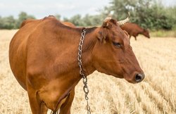 गोतस्करी में पकड़ा गया हेड कॉन्स्टेबल, पुलिस लोगो लगी गाड़ी चला कर ले जा रहा था मवेशी