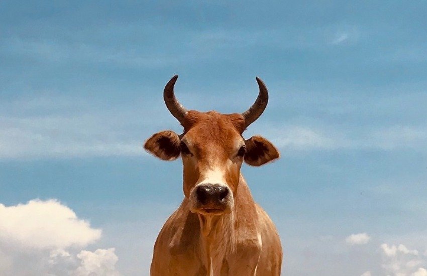 Rashtriya Kamdhenu Aayog, Gau Vigyan Exam, Gau Vigyan Exam