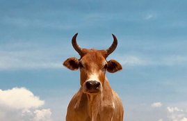 Rashtriya Kamdhenu Aayog, Gau Vigyan Exam, Gau Vigyan Exam