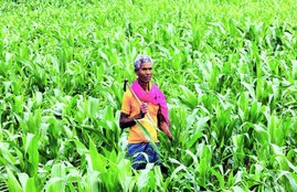 IFFCO