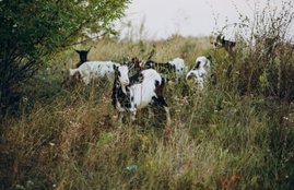 Goat, Agra, UP