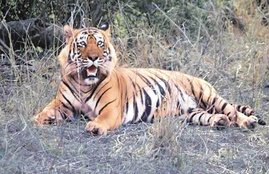 TIGER, TIGER KILLED MAN