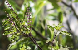 इम्युनिटी बढ़ाने से लेकर पाचन सुधारने तक में मददगार है तुलसी, जानें खाली पेट इसे खाने के लाभ