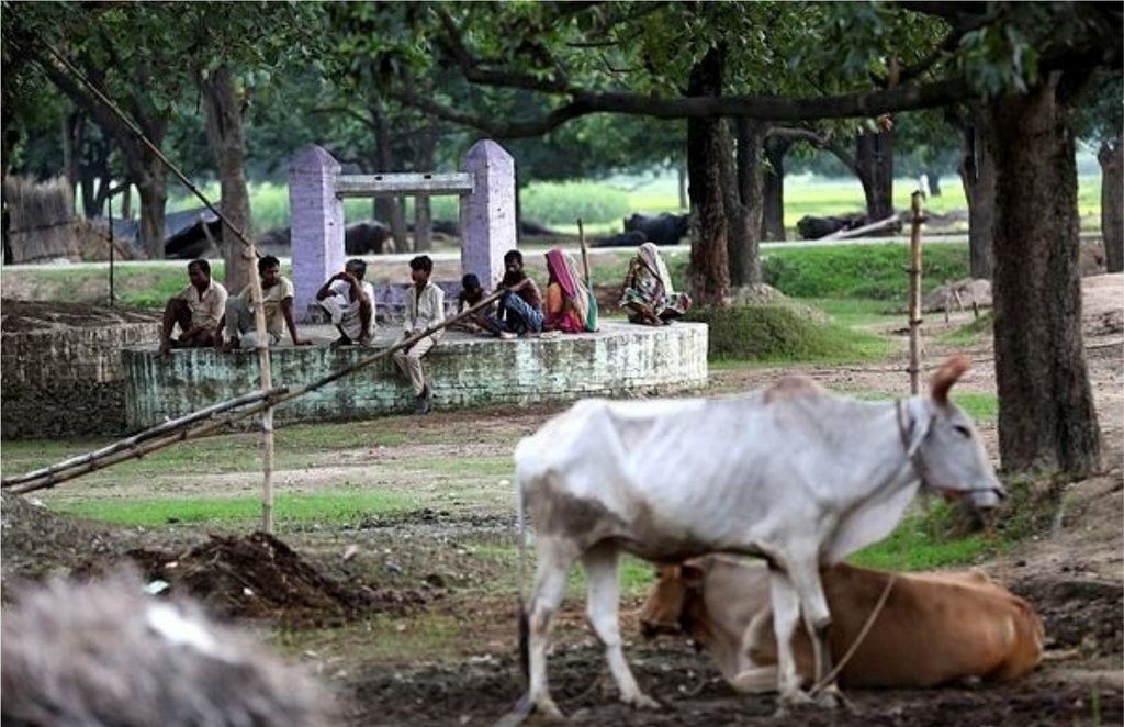 cow , india , delhi
