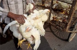bird flu , haryana , india , chicken