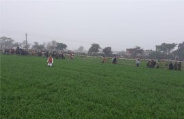 haryana , karnal , farmers