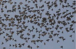 राजस्थान में 200 से ज्यादा कौओं की मौत, अकेले झालावाड़ 100 की मौत, सरकार ने बुलाई आपात बैठक