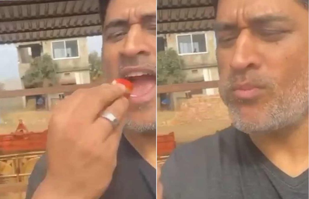 MS Dhoni, instagram, post, strawberry, farm, Ranchi