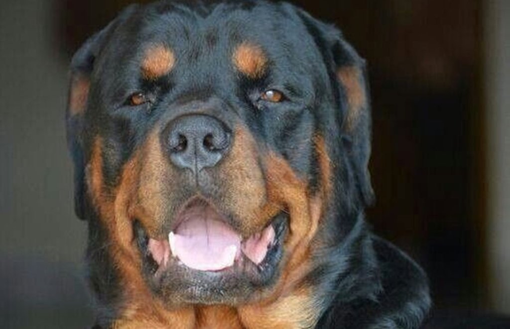 dogs, tamilnadu